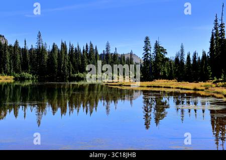 Le lac alpin ensoleillé reflète de hautes forêts de pins et une rive dorée sous un ciel bleu vif, capturant le reflet serein du charme sauvage du mont Rainier. Banque D'Images