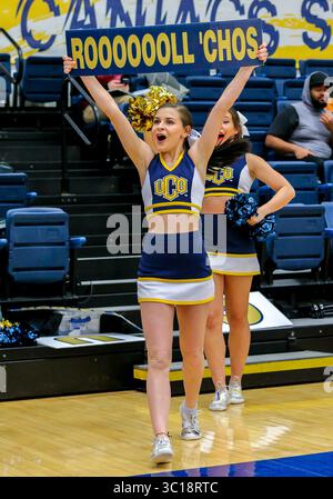 31 janvier 2019 : pom-pom-meneur de l'Université du centre de l'Oklahoma lors d'un match de basket-ball entre les Bearcats baptistes du sud-ouest et les Bronchos du centre de l'Oklahoma à Hamilton Field House à Edmond, Oklahoma. Gris Siegel/CSM(image de crédit : &copy ; gris Siegel/CSM via ZUMA Wire) Banque D'Images