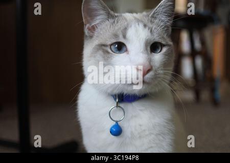 Un fringant Gentlecat Banque D'Images