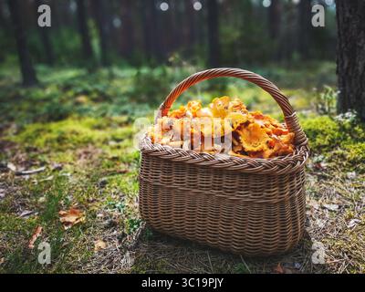 Panier en osier avec chanterelles de champignons sauvages placées sur la mousse dans la forêt Banque D'Images