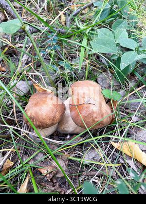 Trois champignons sont assis sur le sol dans une zone herbeuse. Les champignons sont bruns et semblent petits Banque D'Images