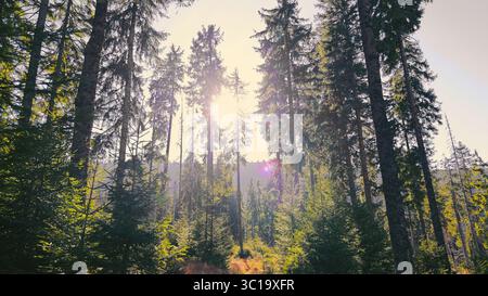 Lumière du soleil diffusant à travers dense Forest. Une belle scène de lumière du soleil filtrant à travers les grands arbres d'une forêt dense, projetant une douce lueur sur le Banque D'Images