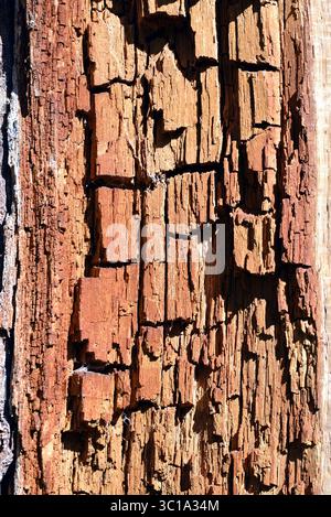 Photographie macro abstraite de la texture profondément fissurée et altérée du bois en décomposition sur un arbre mort. Banque D'Images
