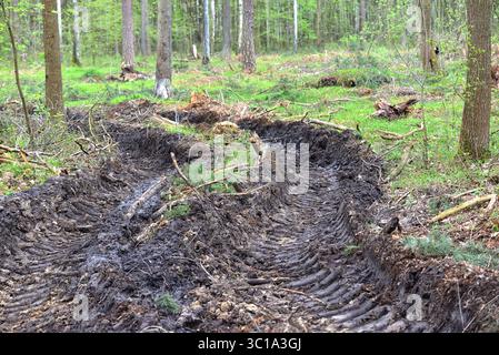 Traces de pneus profonds dans la forêt – signes de l'impact humain sur la nature Banque D'Images