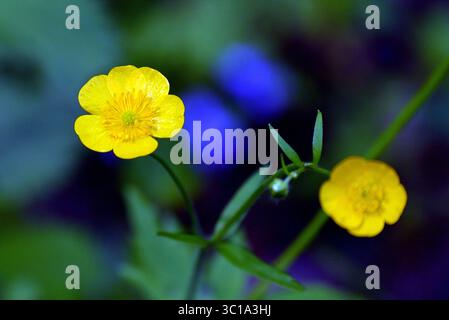 Photographie macro d'une fleur jaune en forme de papillon (Ranunculus) avec une éclaboussure de bleu inattendue dans l'arrière-plan flou. Banque D'Images