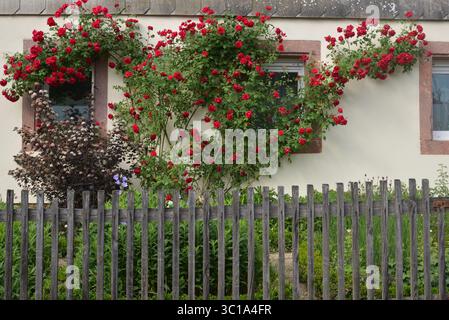 Une rose grimpante rouge luxuriante pousse sur la façade d'une maison de campagne derrière une clôture en bois rustique. Banque D'Images