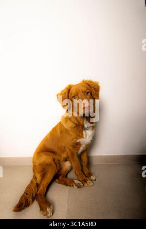 Un portrait captivant d'un sympathique retriever de la Nouvelle-Écosse, assis attentivement sur un fond propre. Idéal pour le soin des animaux, la loyauté,... Banque D'Images