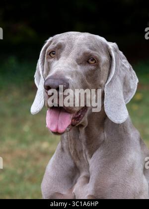 Portrait d'un Weimaraner Banque D'Images