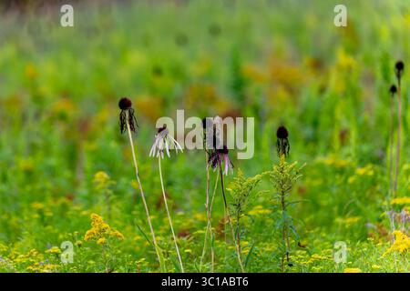 Close-up de fleurs d'Echinacea pallida en train de fleurir parmi les hautes herbes de la prairie en été. Une fleur sauvage indigène aux pétales roses tombants et au cône sombre Banque D'Images