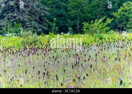 Close-up de fleurs d'Echinacea pallida en train de fleurir parmi les hautes herbes de la prairie en été. Une fleur sauvage indigène aux pétales roses tombants et au cône sombre Banque D'Images