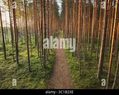 Un sentier tranquille serpentant à travers une dense forêt de pins, magnifiquement éclairé par la lumière chaude et dorée du soleil couchant. Banque D'Images