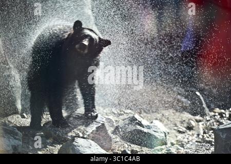 11 septembre 2012 - Apple Valley, MN, États-Unis - Un ours s'est ébranlé de l'eau après s'être baigné dans l'étang lors de la nouvelle exposition d'ours noirs sur le sentier du Minnesota au zoo du Minnesota à Apple Valley, Minn., le mardi 11 septembre 2012. (Crédit image : Renee Jones Schneider/Minneapolis Star Tribune/TNS via ZUMA Wire) Banque D'Images