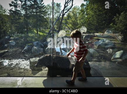 11 septembre 2012 - Apple Valley, Minnesota, États-Unis - Teddy Hanson, 4 ans, a suivi un ours noir le long de la fenêtre alors qu'il marchait pendant l'avant-première d'un membre de la nouvelle exposition d'ours noir sur le sentier du Minnesota au zoo du Minnesota à Apple Valley, Minn., le mardi 11 septembre 2012. (Crédit image : Renee Jones Schneider/Minneapolis Star Tribune/TNS via ZUMA Wire) Banque D'Images