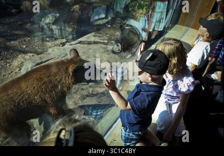 11 septembre 2012 - Apple Valley, MN, États-Unis - Bryce Dillahunt, âgé de deux ans, de Plymouth, (portant un chapeau d'ours) a regardé un ours marcher devant le verre lors d'une présentation d'un membre à la nouvelle exposition d'ours noirs sur le sentier du Minnesota au zoo du Minnesota à Apple Valley, Minn., le mardi 11 septembre 2012. ( ) Bryce Dillahunt (crédit image : Renee Jones Schneider/Minneapolis Star Tribune/TNS via ZUMA Wire) Banque D'Images