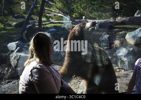 11 septembre 2012 - Apple Valley, MN, États-Unis - Jodi Dillahunt, de Plymouth, a eu une bonne vue d'un ours à travers le verre à la nouvelle exposition d'ours noir lors d'une avant-première d'un membre sur le sentier du Minnesota au zoo du Minnesota à Apple Valley, Minn., le mardi 11 septembre 2012. ( ) Jodi Dillahunt (image crédit : Renee Jones Schneider/Minneapolis Star Tribune/TNS via ZUMA Wire) Banque D'Images