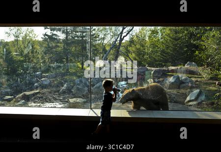 11 septembre 2012 - Apple Valley, MN, États-Unis - Jacob Worrell, 2 ans, a bu sa tasse à bec alors qu'il regardait un ours noir à travers la fenêtre alors qu'il faisait des allers et retours pendant l'avant-première d'un membre de la nouvelle exposition d'ours noir sur la piste du Minnesota au zoo du Minnesota à Apple Valley, Minn., le mardi 11 septembre 2012. (Crédit image : Renee Jones Schneider/Minneapolis Star Tribune/TNS via ZUMA Wire) Banque D'Images