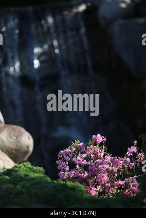 29 mai 2014 - Bloomington, MN, États-Unis - des fleurs ont fleuri près d'une cascade. (/STAR TRIBUNE) jardins japonais au Normandale Community College à Bloomington, min. Jeudi 29 mai 2014. (Crédit image : Kyndell Harkness/Minneapolis Star Tribune/TNS via ZUMA Wire) Banque D'Images