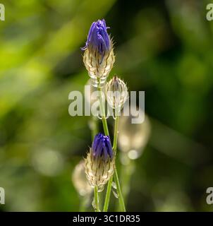 La fléchette de Cupidon (Catananche caerulea), une fleur sauvage vivace à longue floraison adaptée au xéricaping, vue de près avec la lumière du soleil qui traverse. Banque D'Images