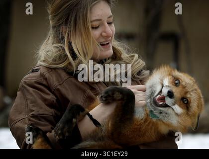 24 janvier 2017 - Lakeville, MN, États-Unis - Mikayla Raines de Lakeville tenait son animal de compagnie Finnegan. .... .. - 24 janvier 2017, Lakeville, MN, Mikayla Raines avec ses renards.. ... Notchi le renard de compagnie a été en fuite de sa maison de Lakeville pendant trois semaines, malgré les meilleurs efforts de son propriétaire pour le suivre et l'attraper alors qu'il gallivait à travers le sud du Minnesota. Sauvé d'une ferme de fourrures comme kit, Notchi a fait son apparition aux portes-fenêtres et a essayé de sauter dans des camionnettes récemment alors qu'il ne cherchait pas de compagnon. Maintenant, les Retrievers, une organisation à but non lucratif qui trouve des chiens perdus, a pris sur son cas, et soupire Banque D'Images