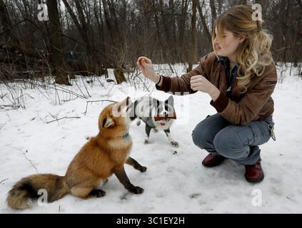 24 janvier 2017 - Lakeville, MN, USA - Mikayla Raines de Lakeville nourrissent ses renards Finnegan et Tonia un régal....... .. - 24 janvier 2017, Lakeville, MN, Mikayla Raines avec ses renards.. ... Notchi le renard de compagnie a été en fuite de sa maison de Lakeville pendant trois semaines, malgré les meilleurs efforts de son propriétaire pour le suivre et l'attraper alors qu'il gallivait à travers le sud du Minnesota. Sauvé d'une ferme de fourrures comme kit, Notchi a fait son apparition aux portes-fenêtres et a essayé de sauter dans des camionnettes récemment alors qu'il ne cherchait pas de compagnon. Maintenant, les Retrievers, une organisation à but non lucratif qui trouve des chiens perdus, a pris sur h. Banque D'Images