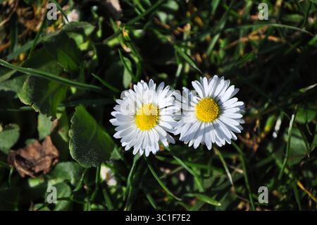 Paire de marguerites communes, également connu sous le nom de Bellis perennis Banque D'Images