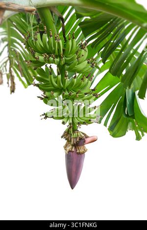 jeune bouquet immature de bananes avec inflorescence suspendue ou fleur attachée à la plante ou à l'arbre isolé fond blanc, amas de vert doux Banque D'Images