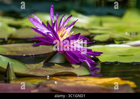 Des nénuphars violets et jaunes parmi les nénuphars au jardin botanique d'Atlanta à Midtown Atlanta, Géorgie. (ÉTATS-UNIS) Banque D'Images