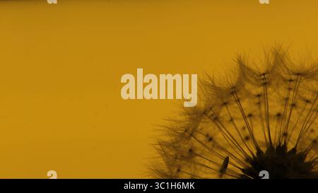 Silhouette d'une tête de graine de pissenlit sur un fond jaune vif, vue rapprochée. Banque D'Images