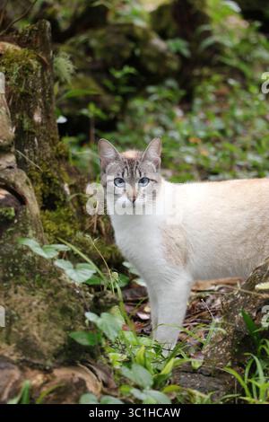 Siamois mélanger chat avec des yeux bleus en plein air dans un cadre naturel, en explorant le jardin Banque D'Images