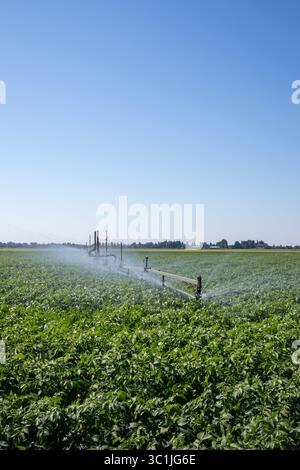 Système d'irrigation arrosant les champs de pommes de terre agricoles, Tyrnävä Finlande Banque D'Images