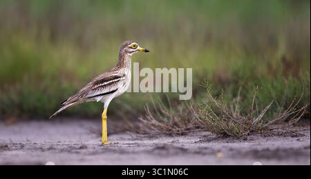Eurasian Stone-Curlew Burhinus oedicnemus se camoufle parfaitement dans l'herbe., meilleure photo. Banque D'Images
