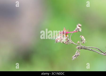 Trithemis annulata, dard tombant marqué violet, libellule rougie violette ou couleur prune, insecte mâle en Inde Banque D'Images