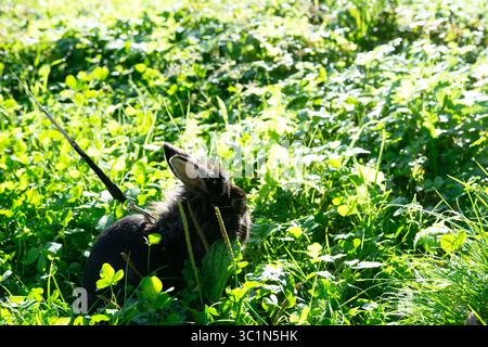 Lapin noir en laisse profitant d'une journée ensoleillée dans le pré. Banque D'Images