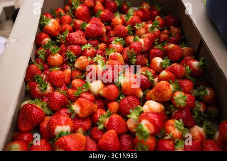 Boîte en carton débordant de fraises vibrantes et fraîchement cueillies dans une ferme locale, soulignant la riche abondance de la récolte et la joie de la cueillette de fruits de saison Banque D'Images