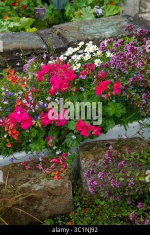 Fleurs d'été dans une auge dans un jardin avant en Angleterre. Géraniums traînants roses, mélange de Lobelia et de Marguerite blanche. Banque D'Images