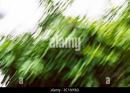 Image abstraite de feuilles vertes avec un flou intentionnel de mouvement de caméra créant un effet artistique dynamique, adapté aux arrière-plans inspirés de la nature Banque D'Images