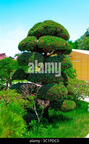 Bansai. Jardin avec niwaki de pin. Arbre avec des aiguilles et des branches denses. Banque D'Images