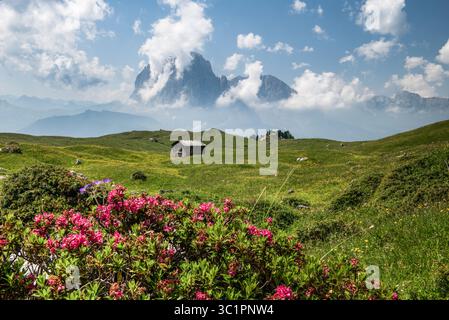 Grand pré ouvert dans le Tyrol du Sud, Alpes Dolomites italiennes Banque D'Images