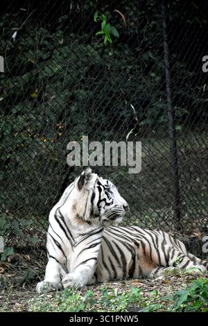 Tigre blanc frappant et puissant (Panthera tigris tigris), une variante rare du Bengale avec une fourrure pâle unique et des rayures sombres, symbolisant la force et les inconvénients Banque D'Images