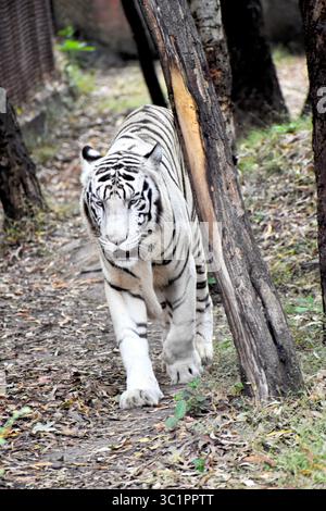 Tigre blanc frappant et puissant (Panthera tigris tigris), une variante rare du Bengale avec une fourrure pâle unique et des rayures sombres, symbolisant la force et les inconvénients Banque D'Images