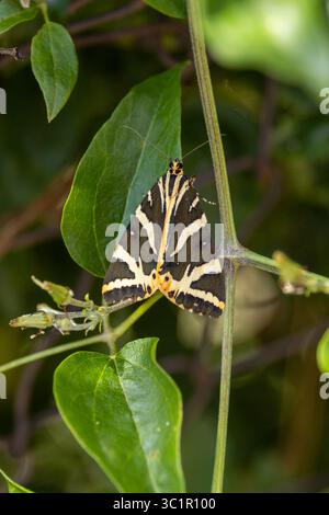 Gros plan d'une teigne tigrée en jersey avec ses rayures noires et blanches crémeuses distinctives perchées sur une plante verte Banque D'Images