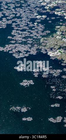 Les nénuphars et autres plantes aquatiques forment de beaux motifs à la surface d'un plan d'eau de couleur sombre, créant un magnifique mosaï naturel Banque D'Images