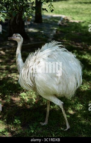 Oiseau rhéa blanc complet marchant sur un sol herbeux dans la lumière de l'été Banque D'Images
