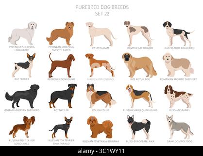 Collection de toutes les races de chiens. Collection en 28 sets. Image réaliste de races de chiens avec différentes couleurs de pelage. Illustration vectorielle Illustration de Vecteur