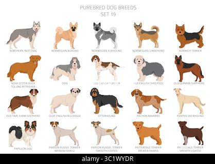 Collection de toutes les races de chiens. Collection en 28 sets. Image réaliste de races de chiens avec différentes couleurs de pelage. Illustration vectorielle Illustration de Vecteur