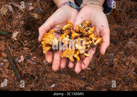Une personne tient une poignée de champignons chanterelles dorés dans leurs mains. Les champignons sont disposés sur un lit d'aiguilles de pin brun et de soutien-gorge tombé Banque D'Images