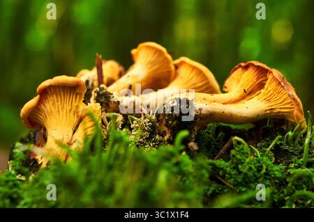 Un groupe de chanterelles dorées pousse sur une bûche moussue dans une forêt verdoyante. Les champignons ont une couleur orange vibrante avec des volants délicats Banque D'Images