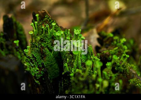 Une photographie en gros plan montre un amas vibrant de lichen vert vif poussant sur une branche d'arbre sombre et en décomposition. Le lichen forme dense, petit, tasse-s. Banque D'Images