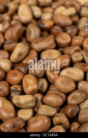 Macro de haricots vicia faba crus secs entiers non cuits Banque D'Images