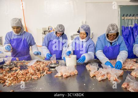 15 octobre 2015 - Saco, Maine, États-Unis - processus de cueillette du homard à Saco, Maine (crédit image : © Edwin Remsberg / Vwpics/VW pics via ZUMA Wire) Banque D'Images